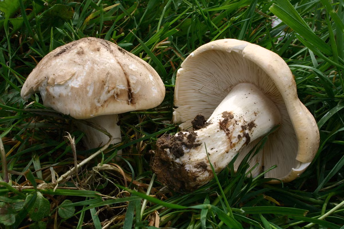 Nấm thánh George (Calocybe gambosa) dài 3-12 cm, thường mọc thành vòng vào cuối mùa xuân ở các bìa rừng thuộc lục địa Á - Âu. Chúng có mùi đất mới rất đậm.