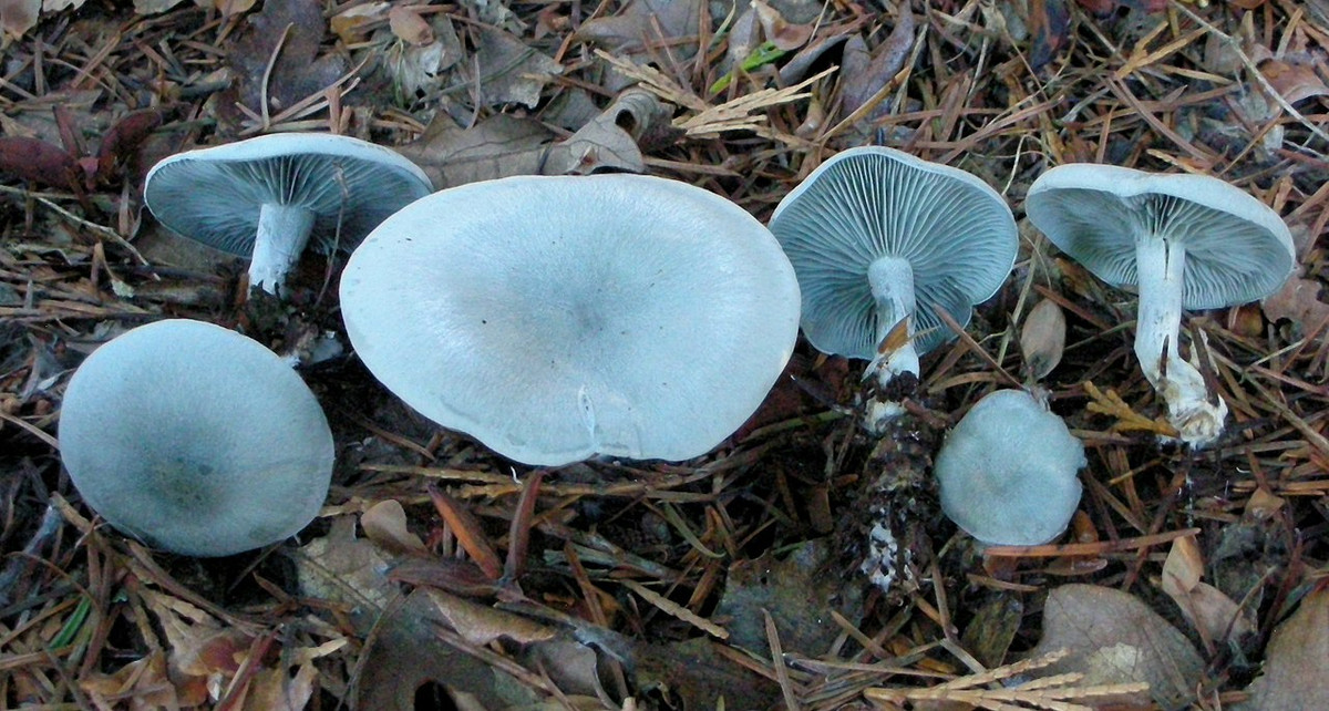 Nấm phễu mùi hồi (Clitocybe odora) dài 3-6 cm, phổ biến ở lục địa Á - Âu và Bắc Mỹ. Loài nấm này dễ nhận biết nhờ mùi rất đậm giống mùi hồi. Chúng có màu lam sáng, ngả sang màu lục xám khi già.