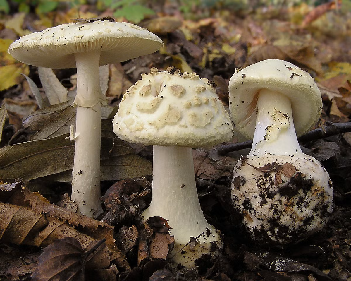 Nấm tán vàng nhạt giả độc (Amanita citrina) dài 5-10 cm, được ghi nhận ở lục địa Á - Âu và miền Đông Bắc Mỹ. Chúng có củ tròn ở gốc và thịt nấm mùi giống khoai tây.