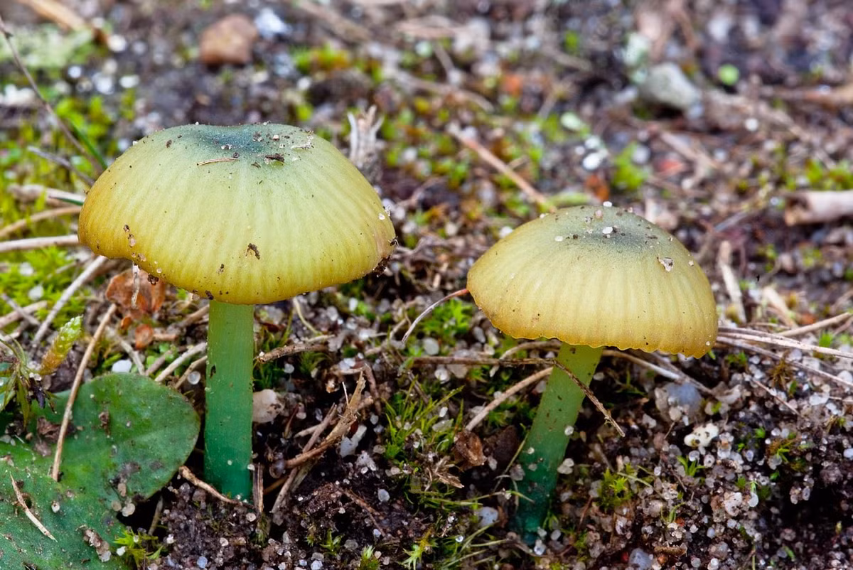 Nấm phiến hồng mùi chuột (Entoloma incanum) dài 1-3 cm, sinh trưởng trên các đồng cỏ chưa cải tạo ở lục địa châu Âu. Loài nấm này có mũ nấm màu xanh sáng, chuyển dần sang màu nâu khi già. Mùi của chúng giống mùi chuột.