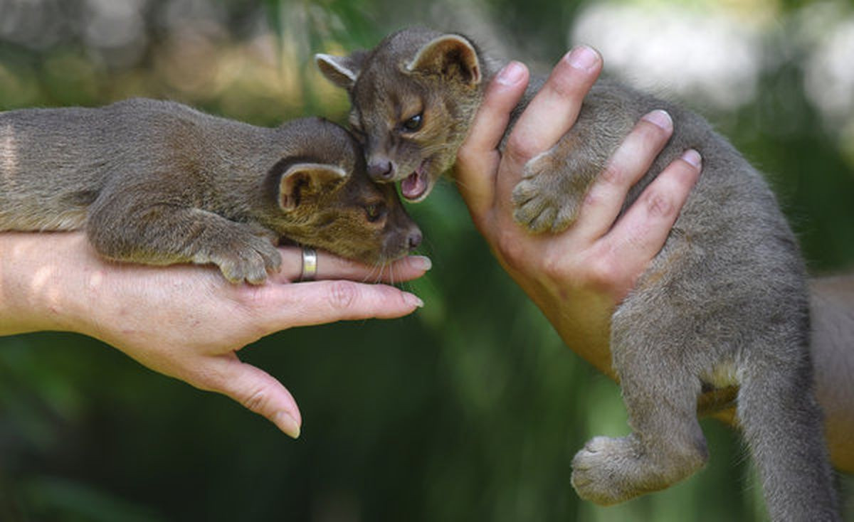 Các cặp fossa thường giao phối trên cây ngang, và mỗi cuộc có thể kéo dài vài giờ. Một lứa đẻ dao động từ một đến sáu con non. Fossa sơ sinh chưa mở mắt và không có răng.