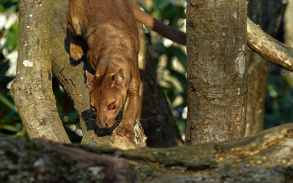 Theo tục kiêng kỵ fady tại Madagascar, fossa bị coi như một con vật gây tai ương mà loài người phải xa lánh. Việc ăn thịt chúng là điều bị nghiêm cấm. Nhờ tập quán này mà fossa đã tránh được các cuộc tàn sát của con người.