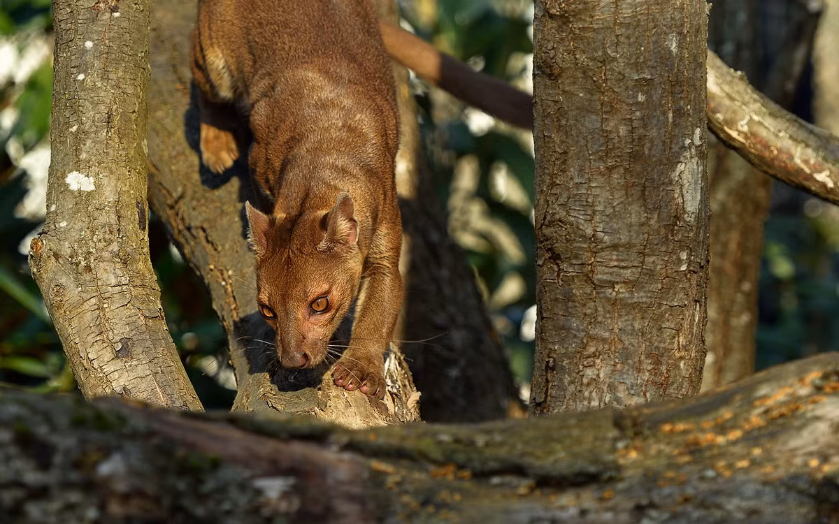 Theo tục kiêng kỵ fady tại Madagascar, fossa bị coi như một con vật gây tai ương mà loài người phải xa lánh. Việc ăn thịt chúng là điều bị nghiêm cấm. Nhờ tập quán này mà fossa đã tránh được các cuộc tàn sát của con người.