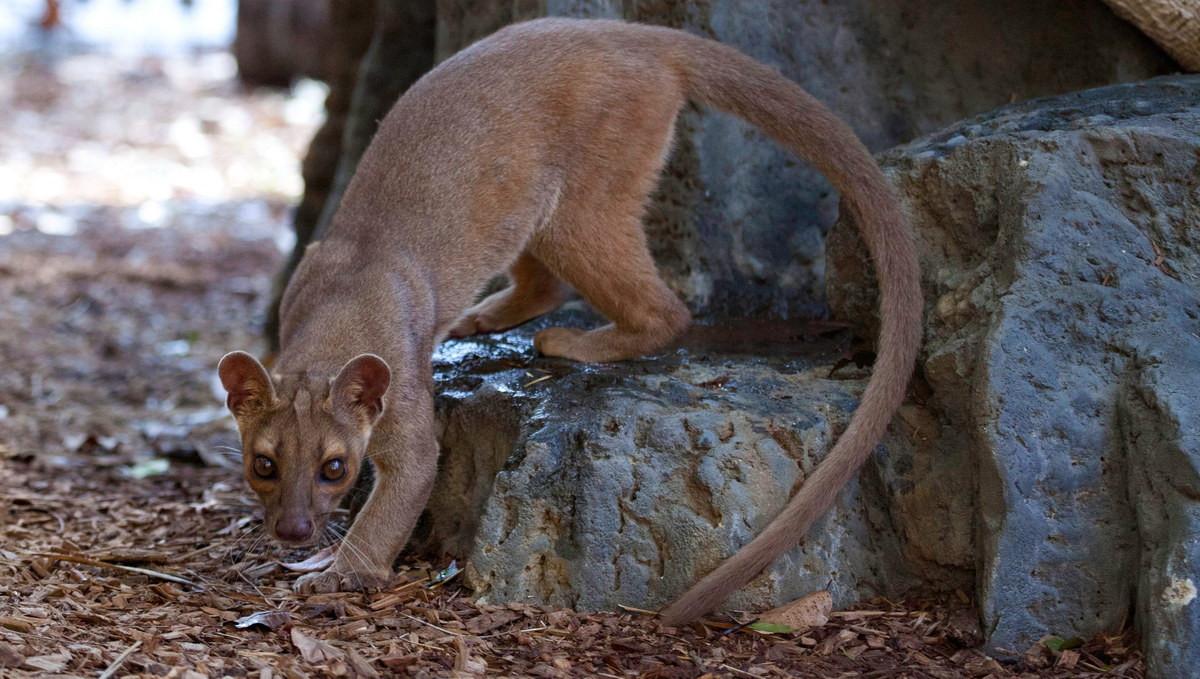 Chúng có ngoại hình như một dạng thu nhỏ của loài mèo lớn, chẳng hạn báo sư tử, nhưng với một cơ thể mảnh mai và tứ chi cơ bắp, cùng chiếc đuôi kéo dài gần bằng phần còn lại cơ thể.