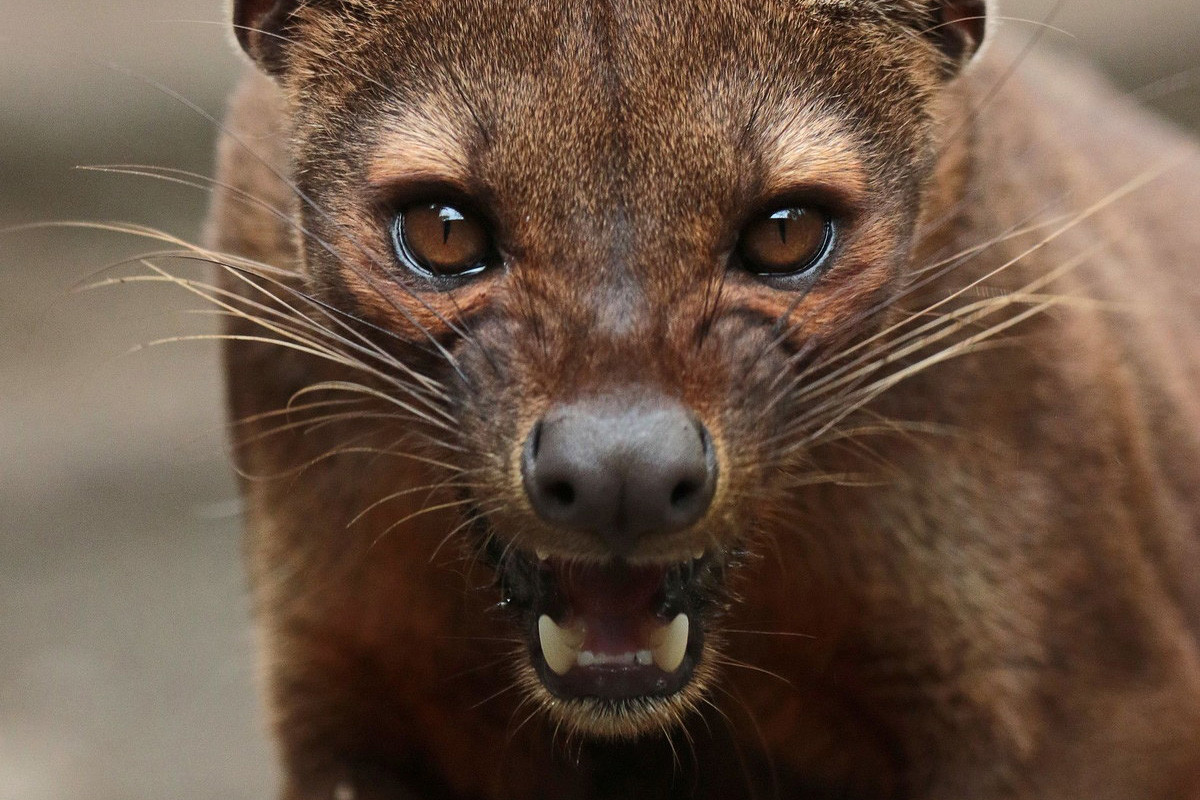 Món ăn ưa thích của fossa là các loài vượn cáo, nhóm linh trưởng đặc hữu của hòn đảo. Chúng có khả năng săn những con vượn cáo có kích thước tương đương với mình. Ngoài ra fossa cũng ăn các loài gặm nhấm, thằn lằn, chim và các động vật nhỏ khác.