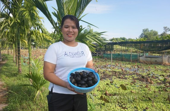Nuôi ốc bươu đen, chị nông dân thu 100 triệu mỗi tháng Nuoi oc buou den, chi nong dan thu 100 trieu moi thang
