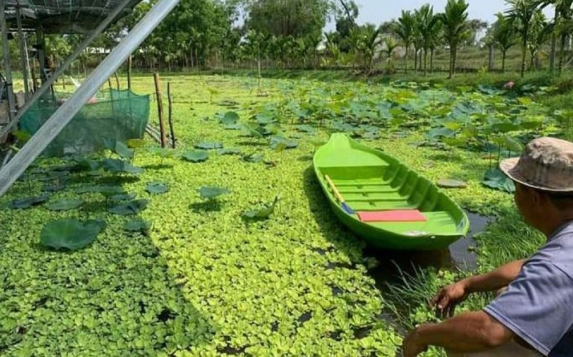 Nuôi ốc bươu đen, chị nông dân thu 100 triệu mỗi tháng - Hình 3 Nuoi oc buou den, chi nong dan thu 100 trieu moi thang-Hinh-3