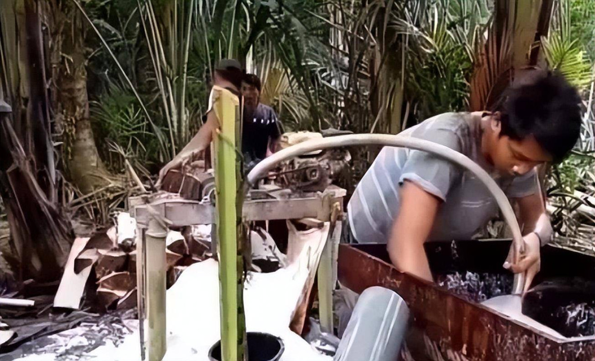 Bi an loai dua khong ra qua, nhung co the nuoi song con nguoi-Hinh-4