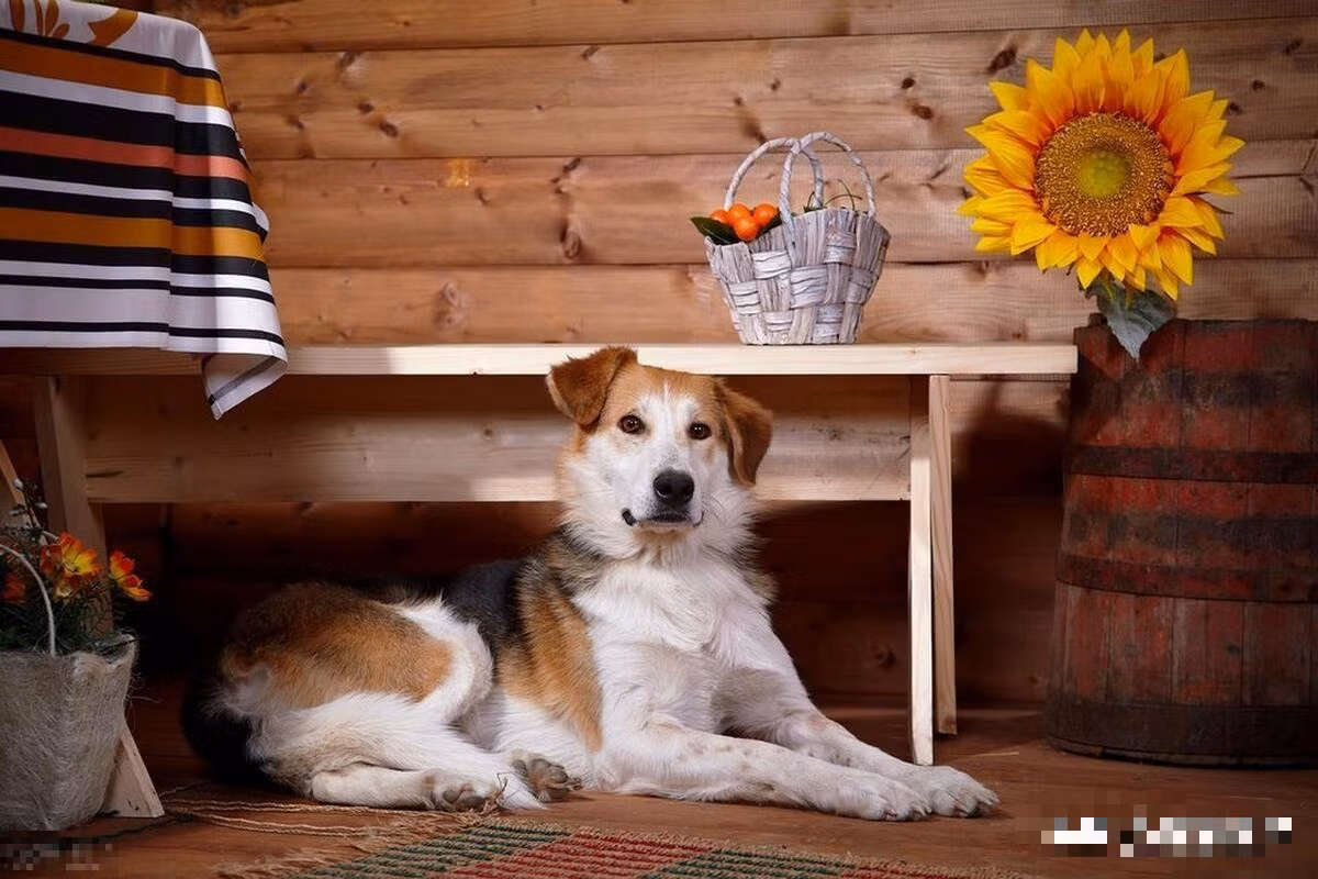 Nua dem nghe 4 tieng keu, khong xui xeo cung tai hoa, bat an