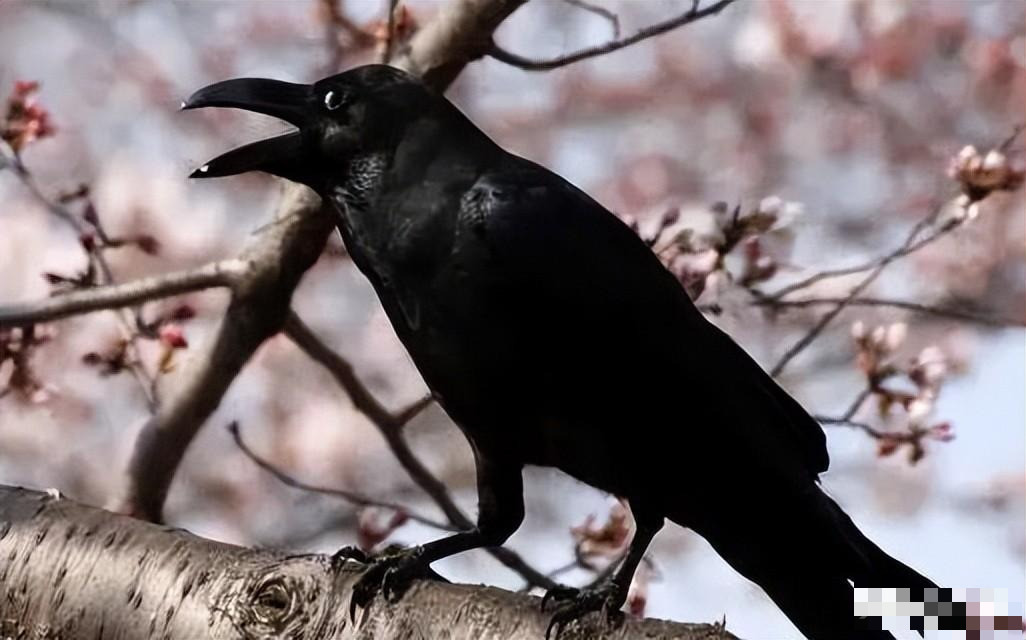 Nửa đêm nghe 4 tiếng kêu, không xui xẻo cũng tai họa, bất an - Hình 4 Nua dem nghe 4 tieng keu, khong xui xeo cung tai hoa, bat an-Hinh-4