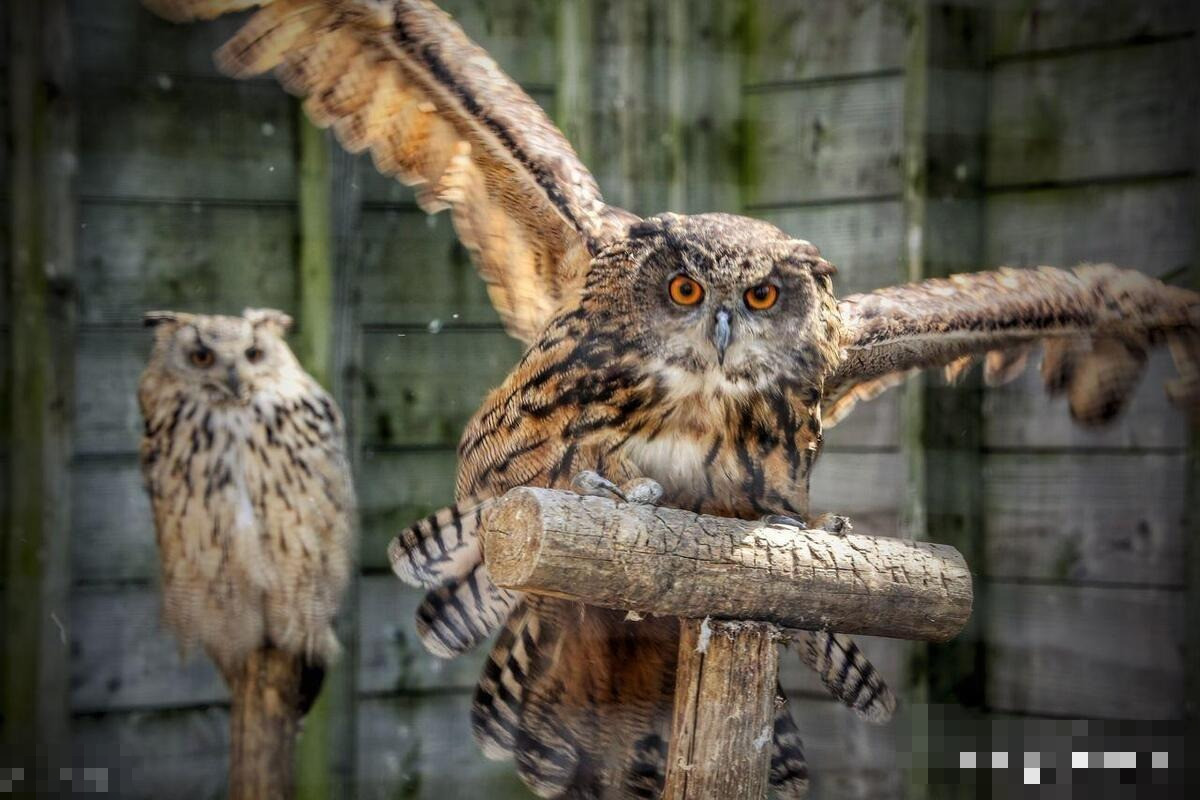 Nửa đêm nghe 4 tiếng kêu, không xui xẻo cũng tai họa, bất an - Hình 5 Nua dem nghe 4 tieng keu, khong xui xeo cung tai hoa, bat an-Hinh-5