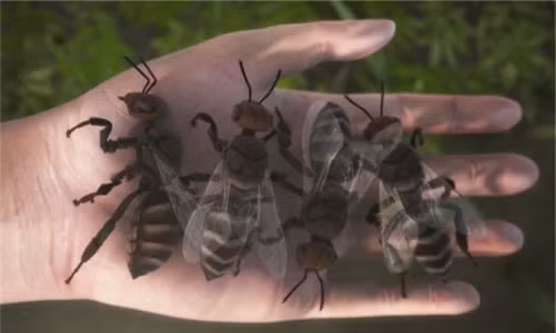  5. Ong và ong bắp cày: Chúng ta có thể thường xuyên phát hiện ra chúng trong vườn, nhưng ngoài việc vo ve quanh thức ăn hay thụ phấn cho hoa, ong và ong bắp cày thực sự là một trong những loài côn trùng nguy hiểm nhất. Nếu bạn không may bị dị ứng, chỉ cần một vết đốt cũng đủ gây sốc phản vệ gây tử vong. 