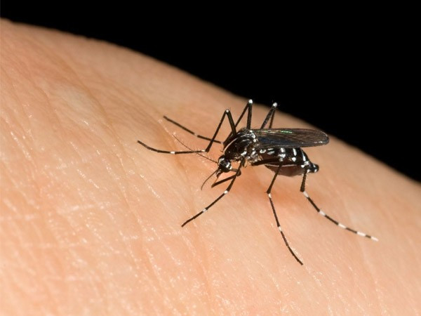  Muỗi mang và truyền một số căn bệnh nghiêm trọng nhất thế giới bao gồm virus Zika, virus Tây sông Nile, virus Chikungunya cũng như sốt xuất huyết và sốt vàng da. Nhưng căn bệnh đe dọa tính mạng nhất là sốt rét, một căn bệnh do một loại ký sinh trùng đơn bào gây ra, được báo cáo đã gây ra 619.000 ca tử vong vào năm 2021. Châu Phi liên tục gánh chịu số ca tử vong nặng nề nhất, với 95% tổng số ca mắc sốt rét và 96% tổng số ca tử vong.