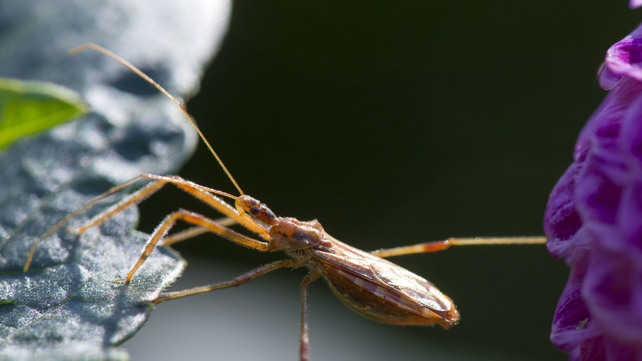  4. Bọ hôn (phân họ Triatominae): Loài bọ hôn được đặt tên nhầm này được tìm thấy chủ yếu ở châu Mỹ, nhưng cũng có ở một số vùng ở châu Á và châu Phi, và truyền ký sinh trùng Trypanosoma cruzi, gây ra căn bệnh đe dọa tính mạng gọi là bệnh Chagas. Bệnh Chagas lây nhiễm khoảng 6–7 triệu người trên toàn cầu mỗi năm và gây tử vong cho khoảng 10.000 người trong cùng thời kỳ. 