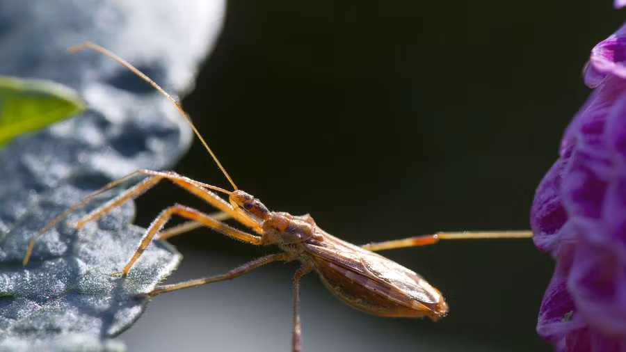  4. Bọ hôn (phân họ Triatominae): Loài bọ hôn được đặt tên nhầm này được tìm thấy chủ yếu ở châu Mỹ, nhưng cũng có ở một số vùng ở châu Á và châu Phi, và truyền ký sinh trùng Trypanosoma cruzi, gây ra căn bệnh đe dọa tính mạng gọi là bệnh Chagas. Bệnh Chagas lây nhiễm khoảng 6–7 triệu người trên toàn cầu mỗi năm và gây tử vong cho khoảng 10.000 người trong cùng thời kỳ. 