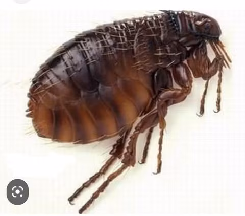  3. Bọ chét (chi Siphonaptera): Có lẽ là một trong những ví dụ lịch sử nổi tiếng nhất về loài côn trùng mang mầm bệnh, bọ chét chính là tác nhân chính truyền bệnh dịch hạch, giết chết từ 75 đến 200 triệu người trên toàn thế giới chỉ trong khoảng một thập kỷ hoặc lâu hơn, khiến gần 50% dân số châu Âu tử vong vào thế kỷ 14. 