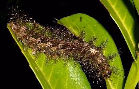  8. (Lonomia obliqua): Loài sâu bướm có cái tên lạnh lùng thực chất là giai đoạn ấu trùng của loài sâu bướm khổng lồ và là loài sâu bướm nguy hiểm nhất thế giới. Mặc dù có vẻ ngoài ngây thơ nhưng nó đã gây ra nhiều trường hợp tử vong. 