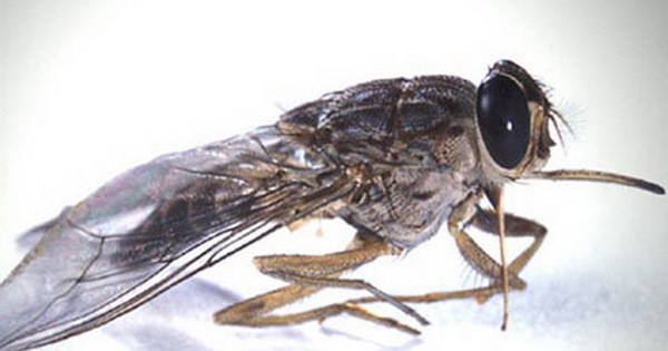  2. Ruồi Tsetse (chi Glossina): Một số loài ruồi Tsete mang căn bệnh chết người có tên là bệnh trypanosomosis ở người châu Phi (HAT), thường được gọi là bệnh ngủ. 