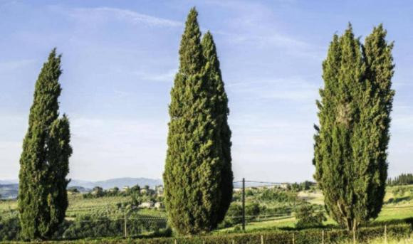 'Nam cay vao nha thi nha ngheo, nha tan', do la nam cay nao?-Hinh-2