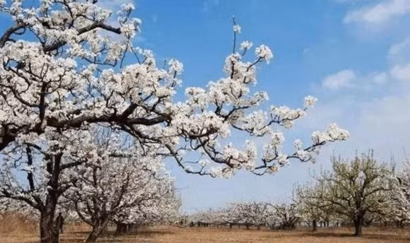 'Nam cay vao nha thi nha ngheo, nha tan', do la nam cay nao?-Hinh-4