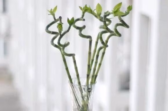 Dat cay truc o dau de thu hut tai loc, tranh tai hoa!