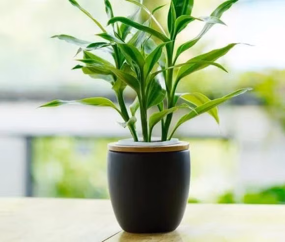 Dat cay truc o dau de thu hut tai loc, tranh tai hoa!-Hinh-2