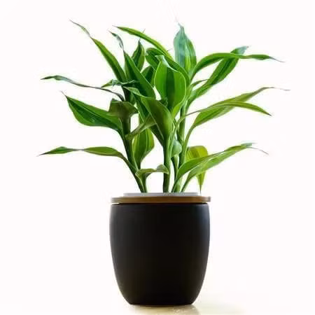 Dat cay truc o dau de thu hut tai loc, tranh tai hoa!-Hinh-4