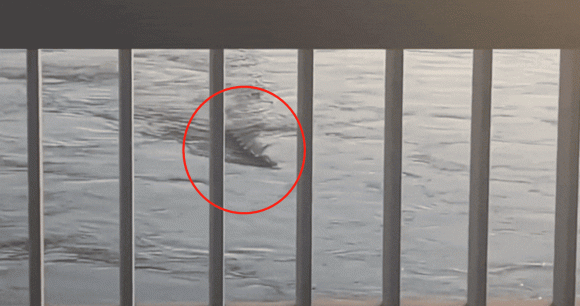 'Thuy quai' song Han dai gan 10m boi linh hoat gay xon xao