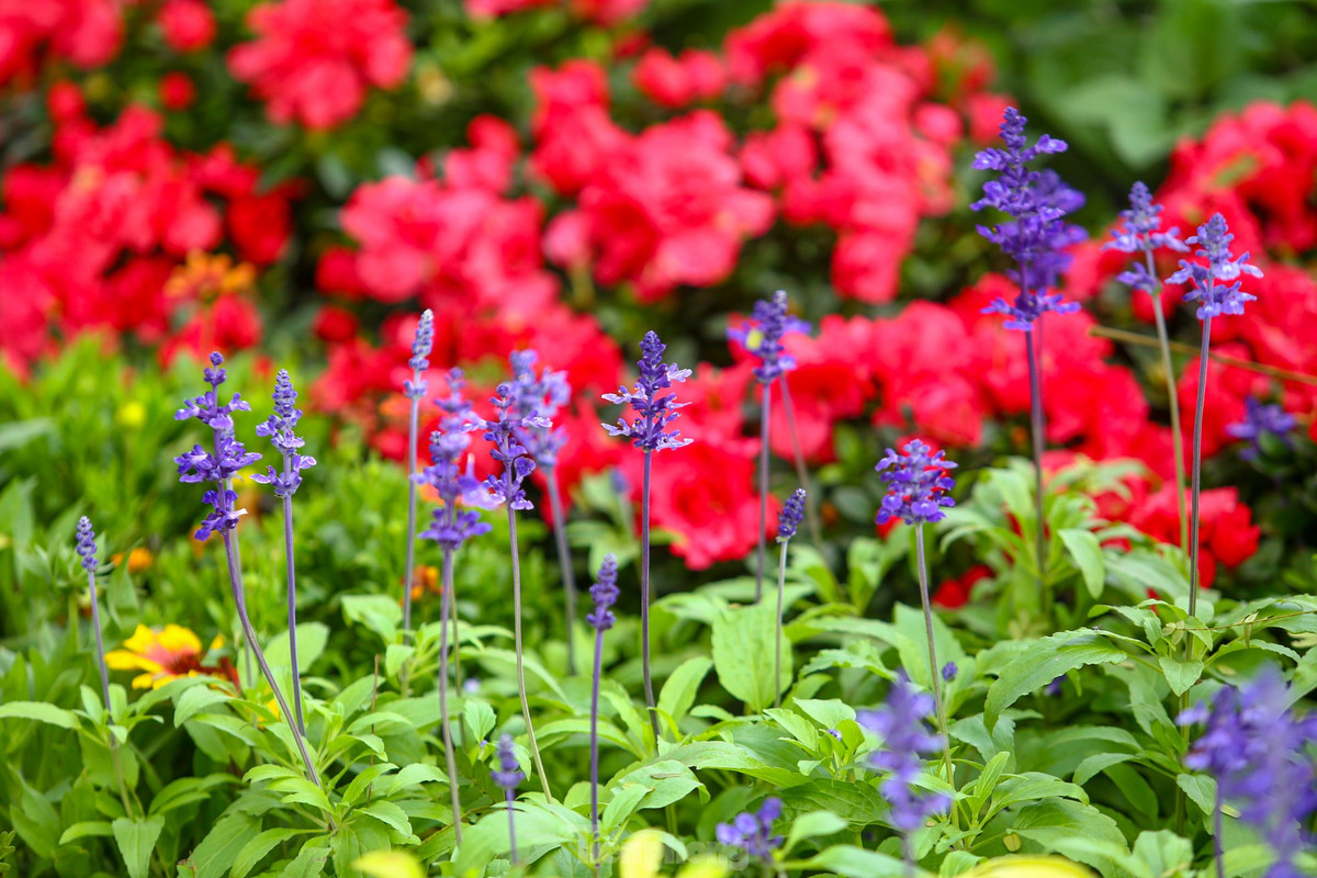 Ho Hoan Kiem ruc ro sac hoa xuan-Hinh-8