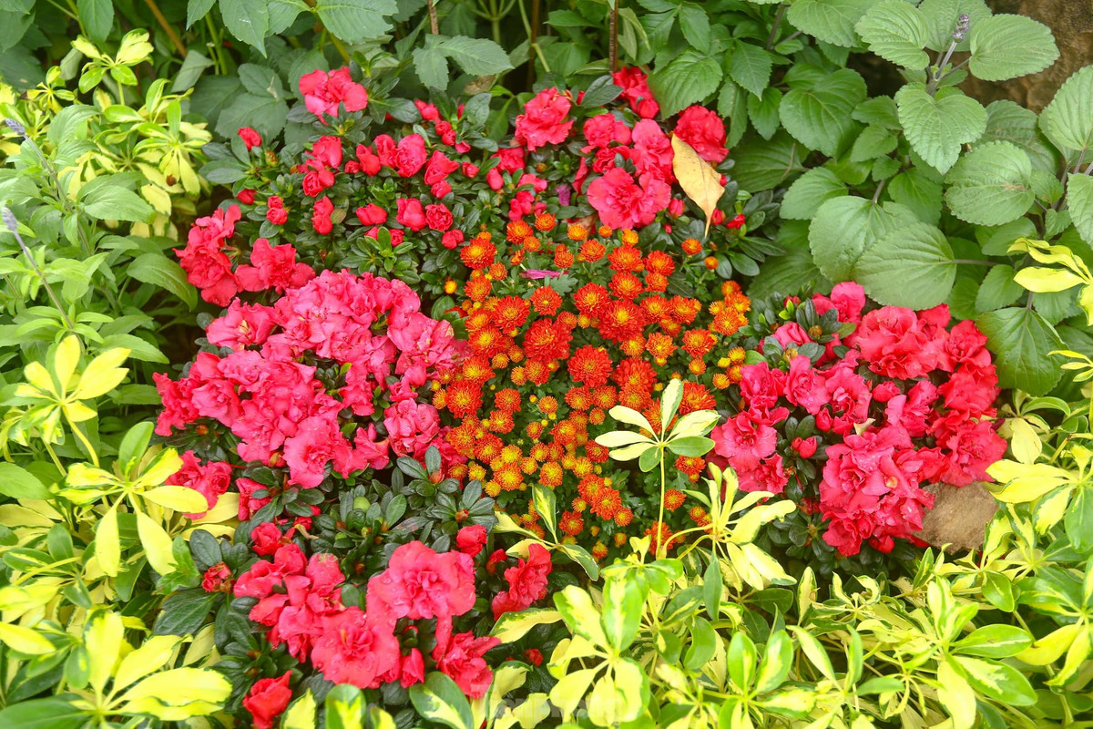 Ho Hoan Kiem ruc ro sac hoa xuan-Hinh-9