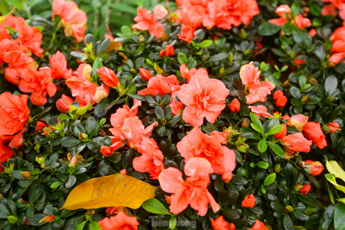 Ho Hoan Kiem ruc ro sac hoa xuan-Hinh-10