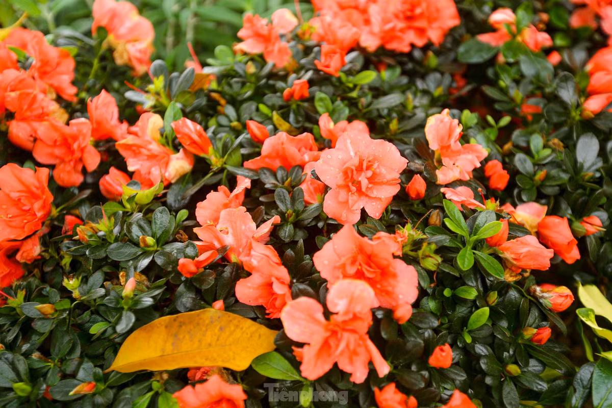 Ho Hoan Kiem ruc ro sac hoa xuan-Hinh-10