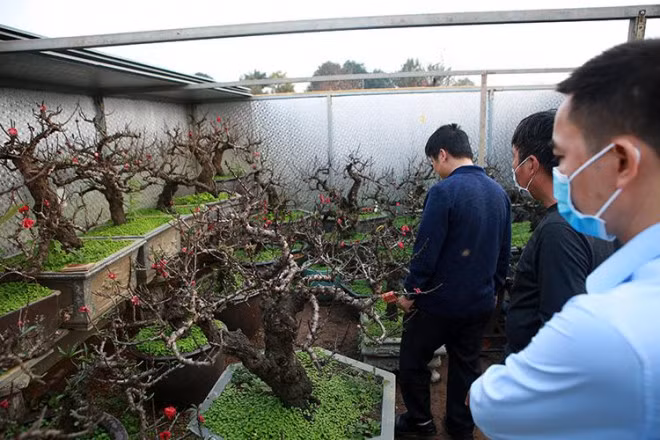 Loai dao Vip ngan ngun, xu xi, it hoa hut khach dai gia dip Tet-Hinh-3