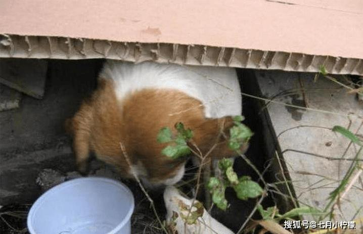 Thấy chó hoang liên tục “lạy lục” mình, chàng trai đi theo thì bắt gặp cảnh tượng - Hình 3 Thay cho hoang lien tuc “lay luc” minh, chang trai di theo thi bat gap canh tuong-Hinh-3