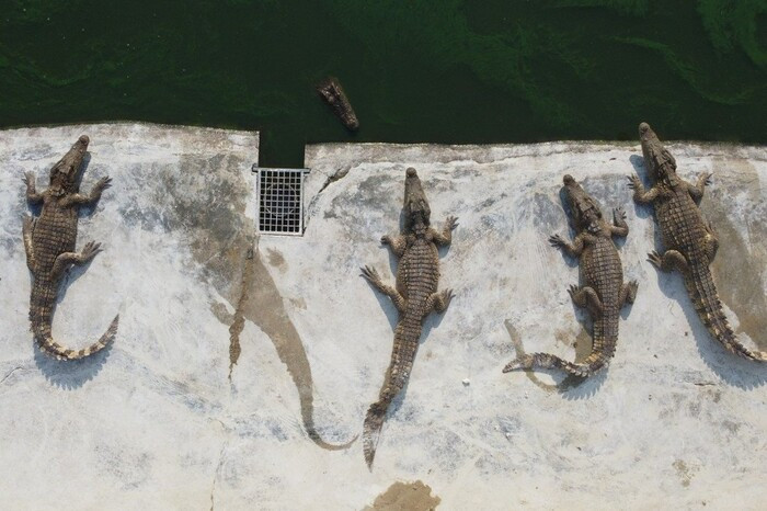 Gia thit lon tang cao ky luc, dan Thai Lan do xo tim mua thit ca sau-Hinh-2