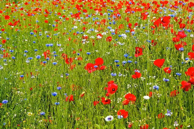 Dau nam moi, xem van trinh cua 12 con giap 2022-Hinh-4