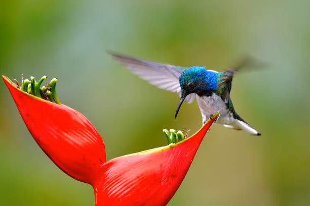 Dau nam moi, xem van trinh cua 12 con giap 2022-Hinh-11