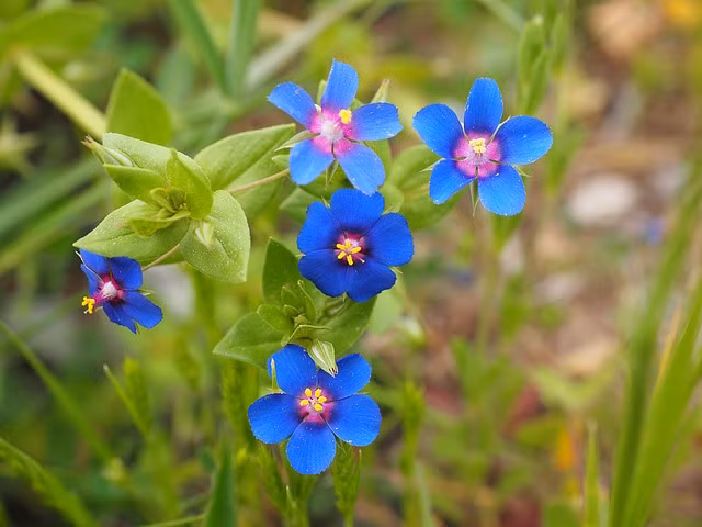 Dau nam moi, xem van trinh cua 12 con giap 2022-Hinh-7