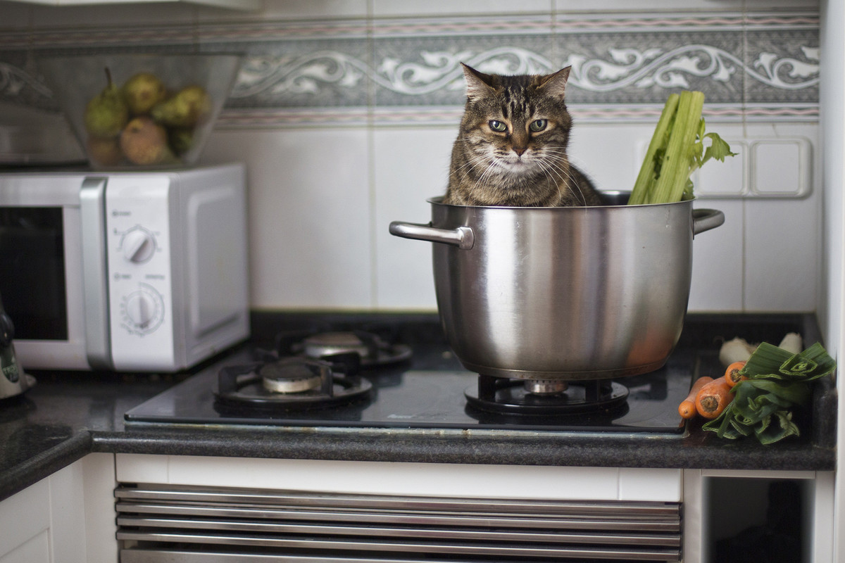 Meo gay ra hon 100 vu chay nha o Han Quoc trong 3 nam qua-Hinh-2