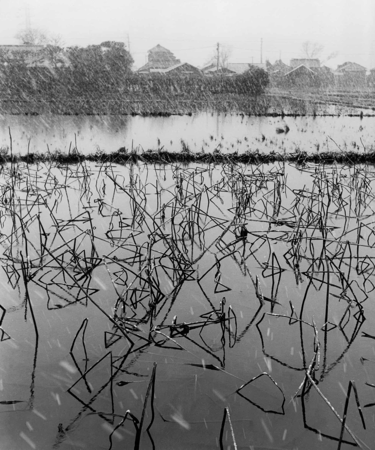 Cánh đồng sen hồng cô quạnh trong mùa đông ở Tokyo. Ngoài cuộc sống người dân, thiên nhiên cũng là điều khiến Bischof để tâm.