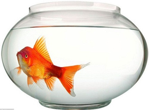 Bà bầu nằm mơ đi mua cá là điềm báo sẽ có con trai trong lần mang thai này. Cá - cá chép hóa rồng, nghĩa là con trai.