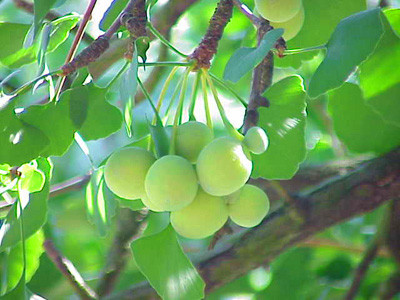 Ngân hạnh (bạch quả). Trong vỏ ngân hạnh có chứa độc tố ammonocarbonous acid (còn có tên hy-droginkgolic acid), nó có thể dễ dàng kết hợp với cytochrome oxidase của cơ thể, làm cho hợp chất của tế bào này mất hết hoạt tính, khiến tế bào không thể tiếp nhận oxy gây tổn thương trung khu thần kinh, gây ngộ độc. Ngoài ra, cũng không nên ăn nhiều quả ngân hạnh chín.