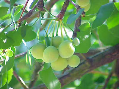 Ngân hạnh (bạch quả). Trong vỏ ngân hạnh có chứa độc tố ammonocarbonous acid (còn có tên hy-droginkgolic acid), nó có thể dễ dàng kết hợp với cytochrome oxidase của cơ thể, làm cho hợp chất của tế bào này mất hết hoạt tính, khiến tế bào không thể tiếp nhận oxy gây tổn thương trung khu thần kinh, gây ngộ độc. Ngoài ra, cũng không nên ăn nhiều quả ngân hạnh chín.