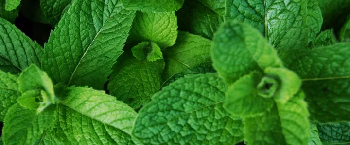 Bạc hà làm giảm khả năng co thắt của thực quản, khiến axit pantothenic phát triển mạnh. Bạn nên cảnh giác với tất cả các loại thực phẩm có chứa bạc hà như trà bạc hà, kẹo bạc hà, kẹo cao su vị bạc hà.