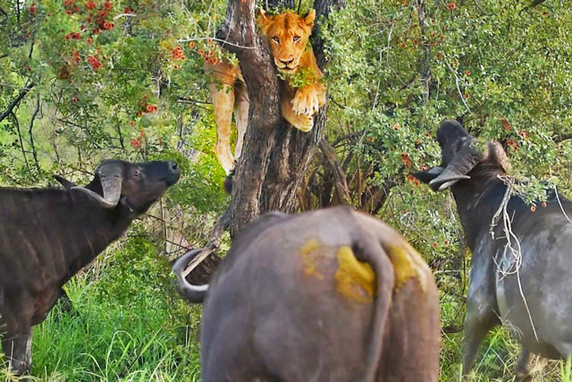 Video: Sư tử trốn trên cây khi bị bầy trâu rừng bao vây Video: Su tu tron tren cay khi bi bay trau rung bao vay