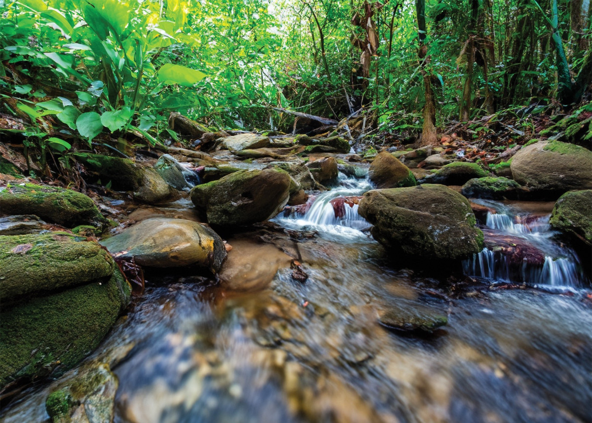 Kham pha thien nhien hoang da tai khu rung hang trieu nam tuoi-Hinh-8