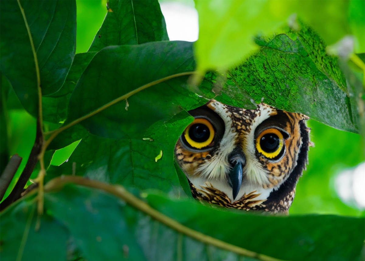 Kham pha thien nhien hoang da tai khu rung hang trieu nam tuoi-Hinh-2