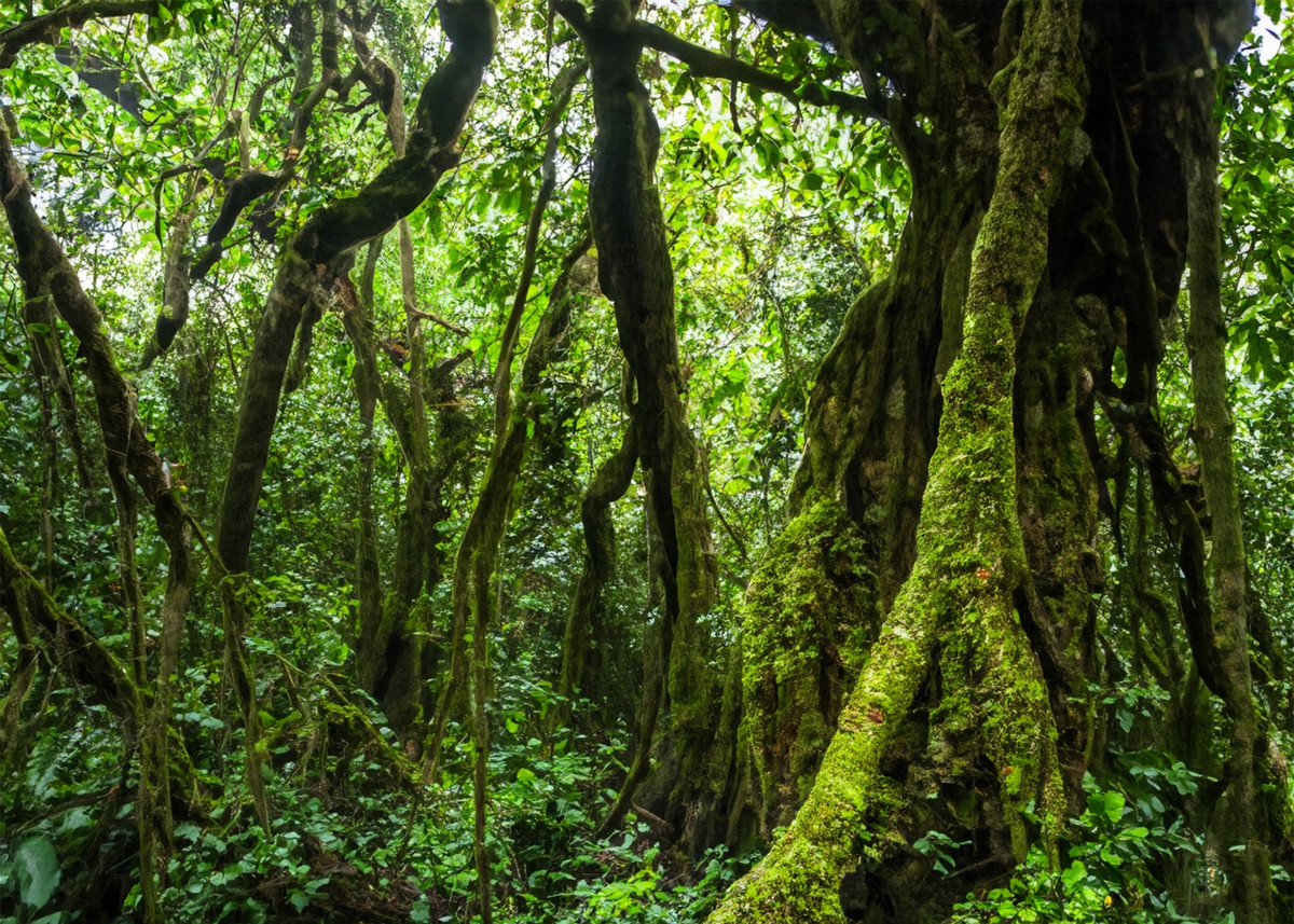 Kham pha thien nhien hoang da tai khu rung hang trieu nam tuoi-Hinh-10