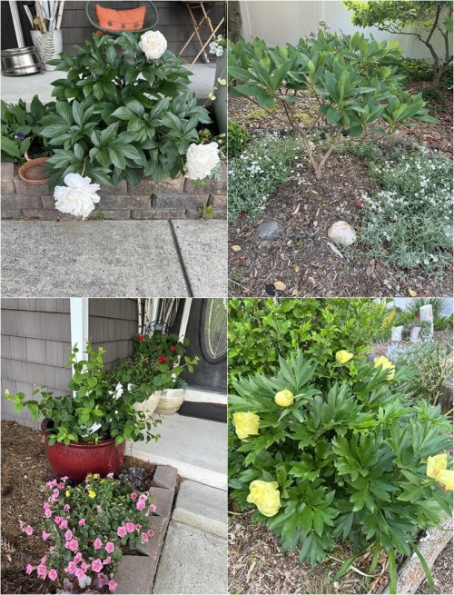 hi thoảng, bà hé lộ một vài hình ảnh không gian sống nơi xứ sở cờ hoa khiến bạn bè thích thú. Bầu sô nổi tiếng khá yêu cây và hoa. Mới đây, bà chia sẻ: "Chào cả nhà buổi sáng, ăn sáng và ngắm vườn hoa tạm thời đã ổn định của Liên Phạm nhé".