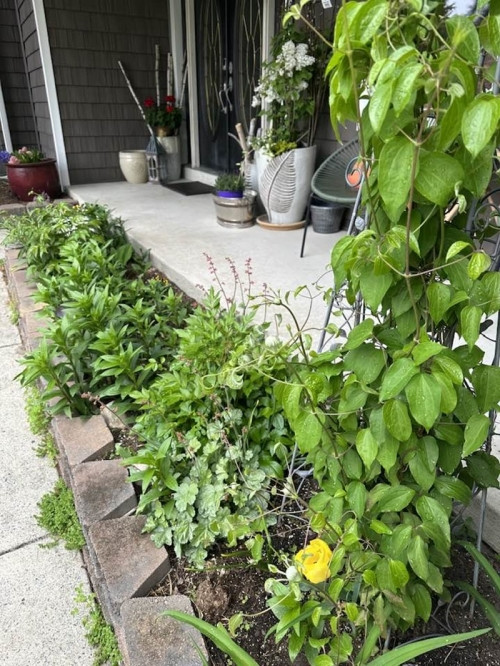 ên cạnh những chậu cây lớn còn có luống hoa bên hiên và dàn dây leo làm trước nhà bà trở nên xanh mát.